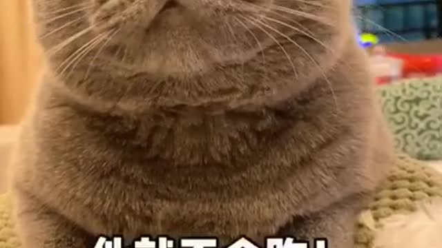 Funny Cats Video Series 14