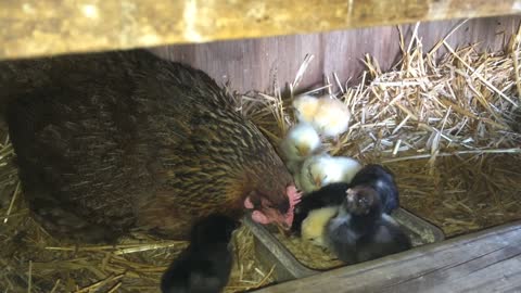 Chicks make breakfast an amusement park ride