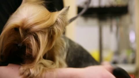Grumer dry the dog with a hair dryer and comb out excess wool after washing. Zoo beauty salon
