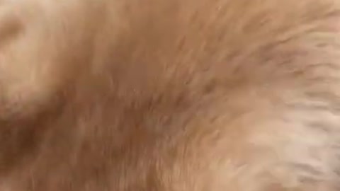 Funny and cute Golden Retriever