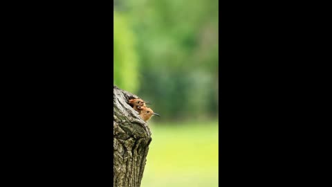 Woodpecker feeding video