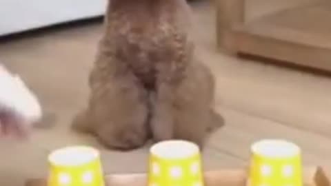 cachorros e gatos engraçados