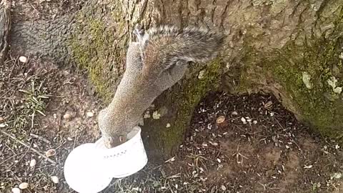 Coco Takes Pecan