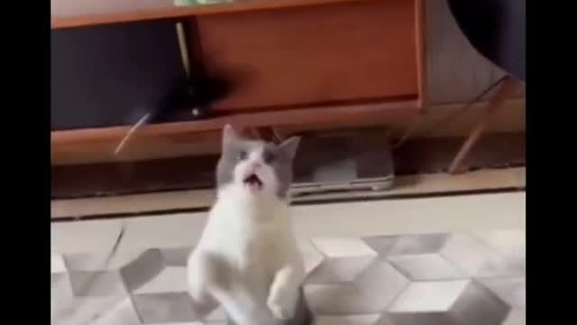 Very cute cat video