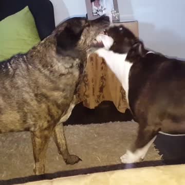 two dogs are better than one-doggie tug of war