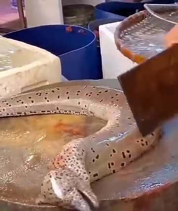 Giant Moray Eel Cutting