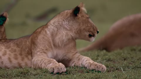 Lion Cub Lying Down