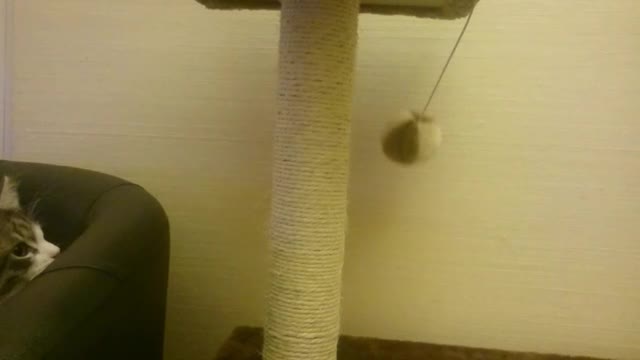 Cat Fails At Catching Ball ! Hilarious !