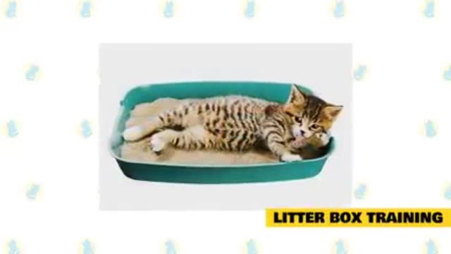 Cat training tips: Litter Box Training