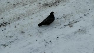 A lone dove walks.