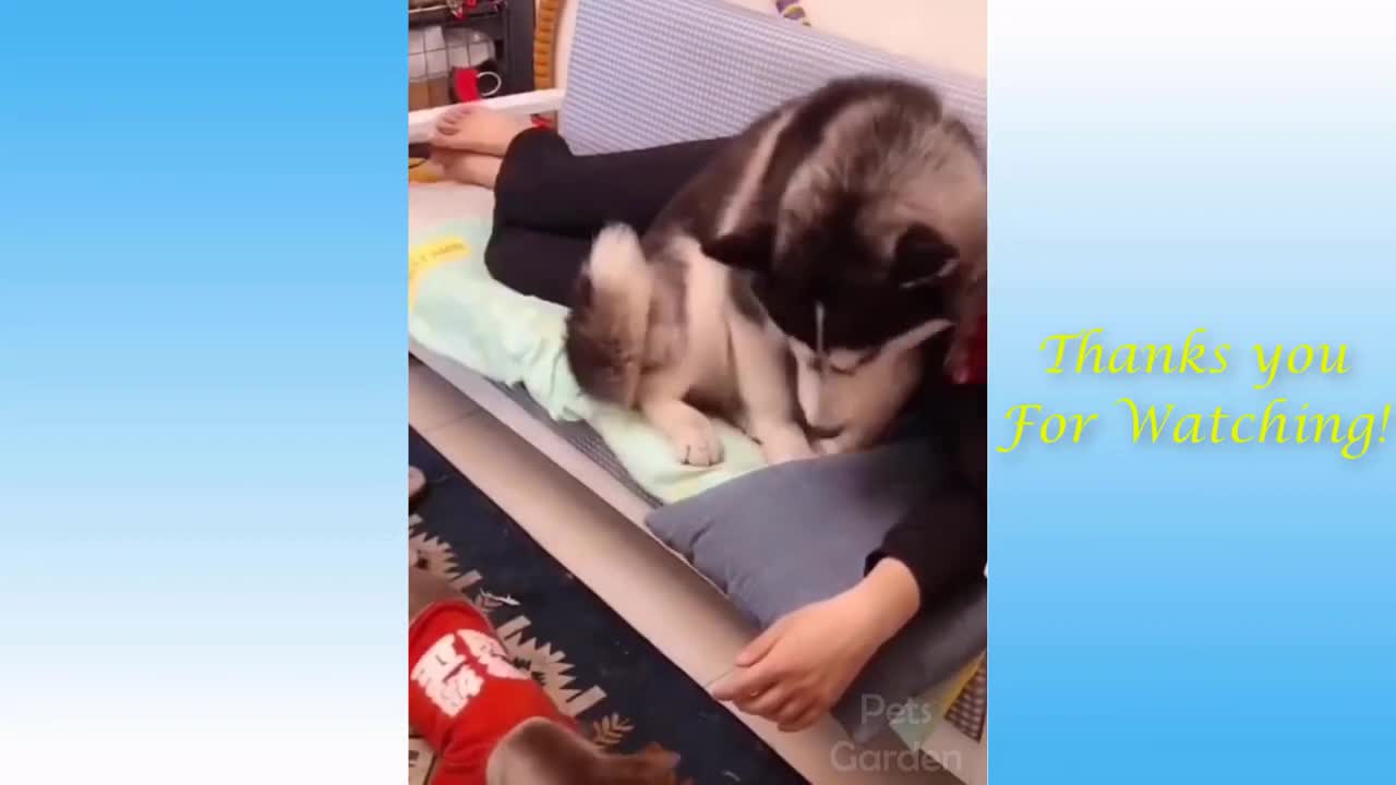 Funny Pets Animals video