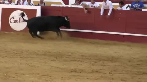 Bullfighting funny video awesome girl bullfighting festival