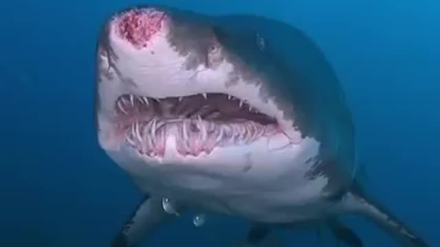 Dangerous biggest shark