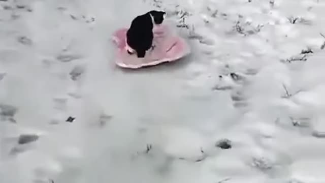 Bili ki masti