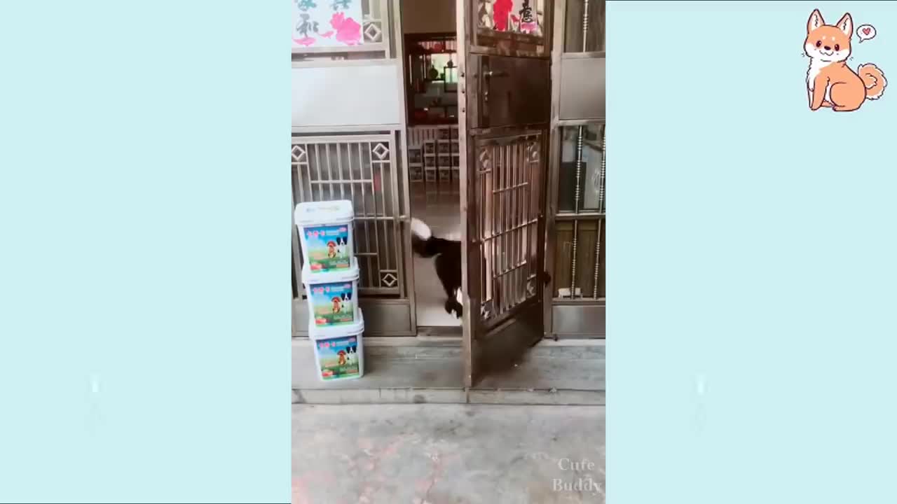 Cute puppy walking over stair with 2 legs like us