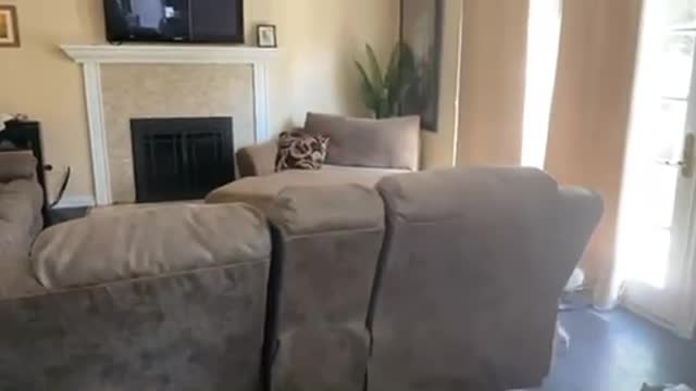 Cute Cavalier perfectly responds to mom’s question