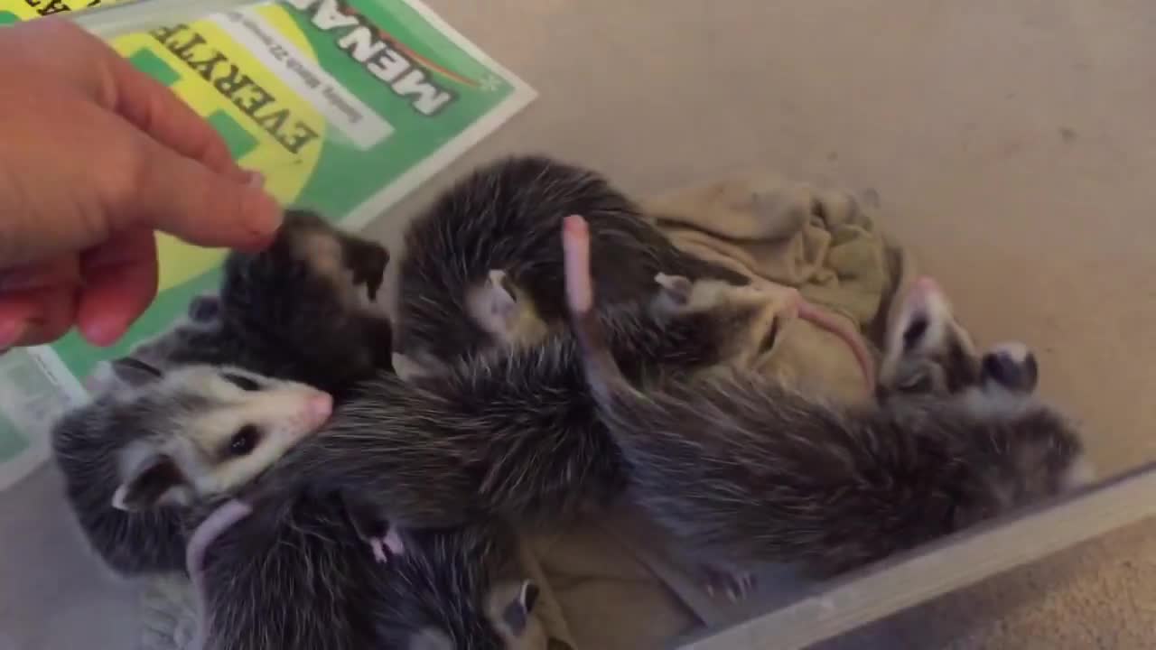 Growly baby opossums