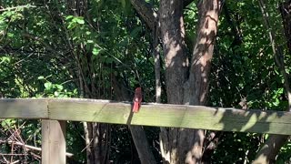 Cardinal giving me the cold shoulder