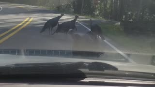 Turkeys Gobble When Car Horn in Honked