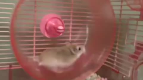 HILARIOUS HAMSTER WHEEL FAIL VINE!