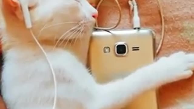 Enjoying cat video