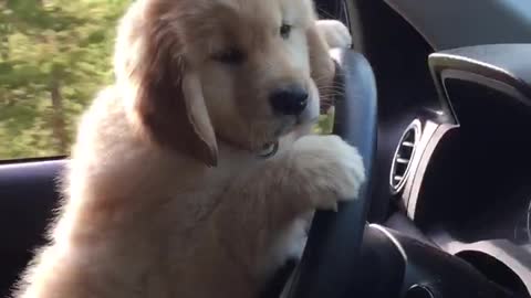 Puppy Takes the Wheel