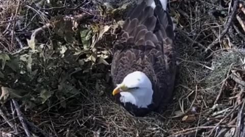 funny animal videos