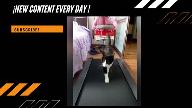 Cat Getting FIT