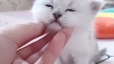 Cute Kitten Baby Cat Funny Cat Video😍😍