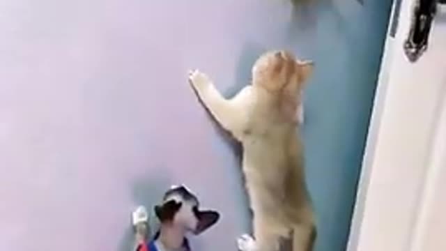 Cute Cat climbing the wall