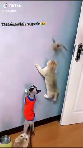 Cute Cat climbing the wall
