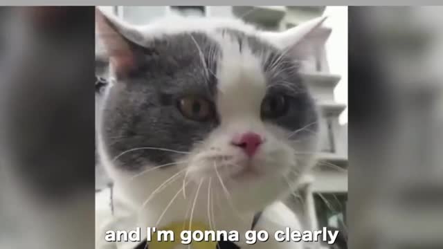 Cats speak like humans