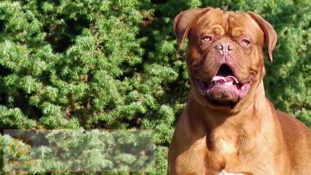 French bulldog Australia - Royalbluefrenchbulldogs.com