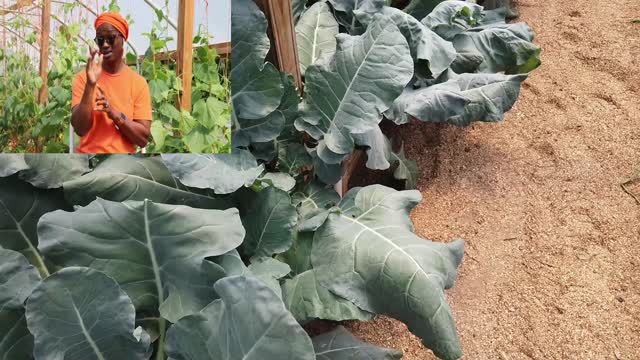 Poor mans hydroponic garden tour - American Sign Language Interpreted