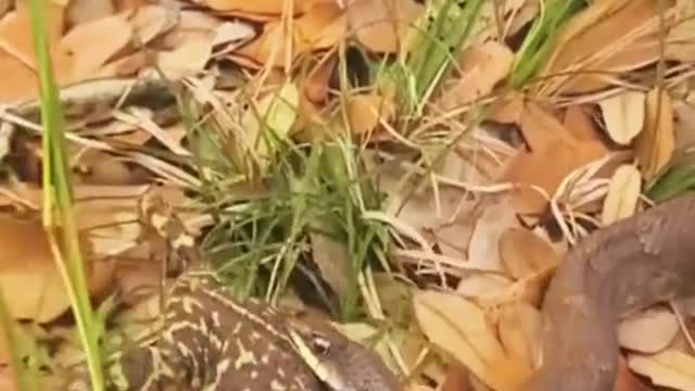 Snake eats frog #wildanimals #snake #frog #animals