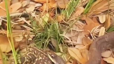 Snake eats frog #wildanimals #snake #frog #animals