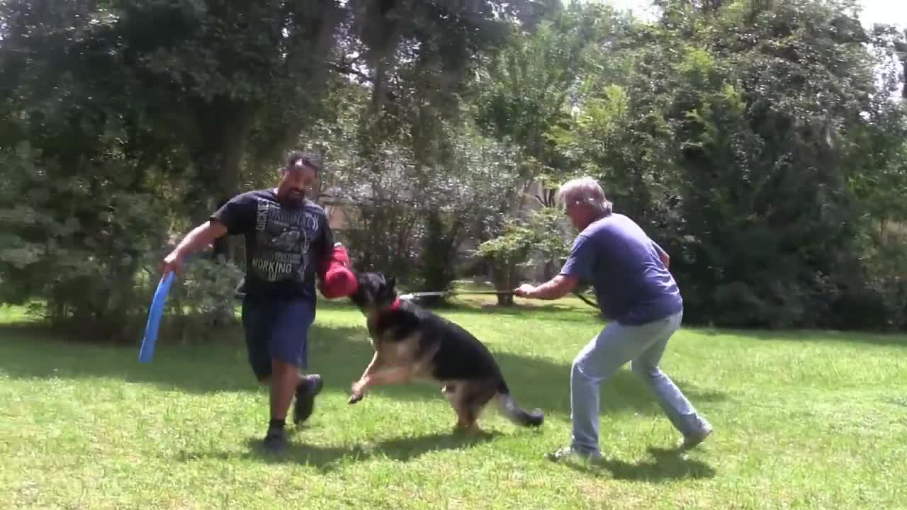 How to make your dog guard and protect you!! STEP BY STEP