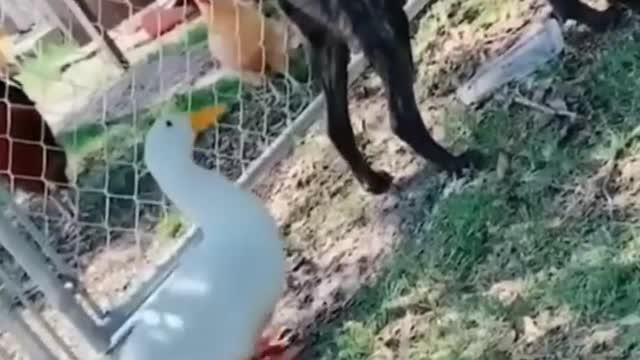 cat lover- animal lover