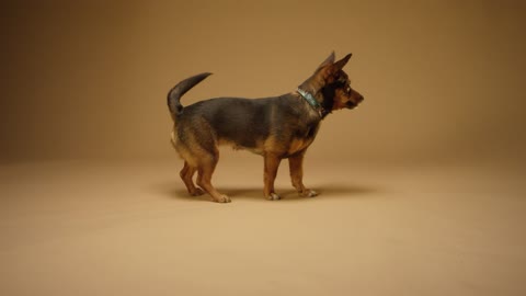 A Black And Tan Short Coated Dog