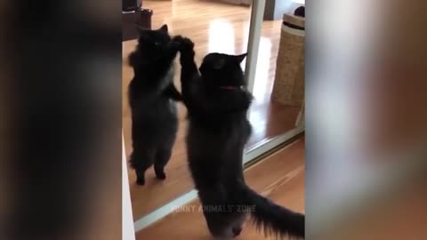 Funniest cats video