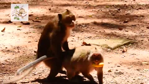 Young Monkey make fucking funny