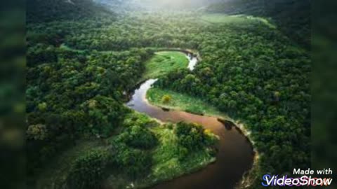 Amazone rainforest