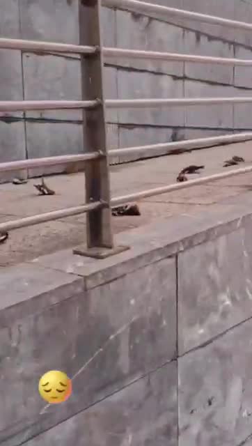 🆘💥🔥👀Bilbao, Spain. Most likely from the ☠️📡 5G antennas📡☠️ signal❗️❗️❗️