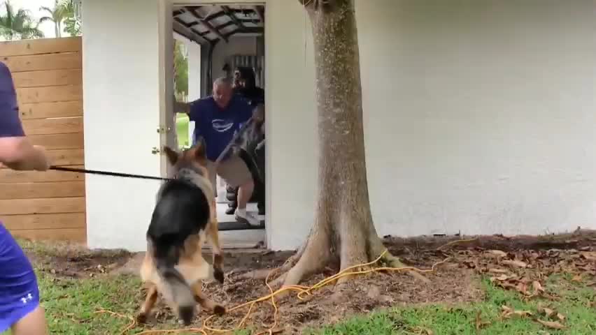 How to train your dog 👇👍