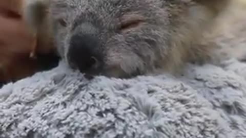 Esta bebé rescatada ya ha crecido y su rescatista rompe a llorar en su primer día de preescolar