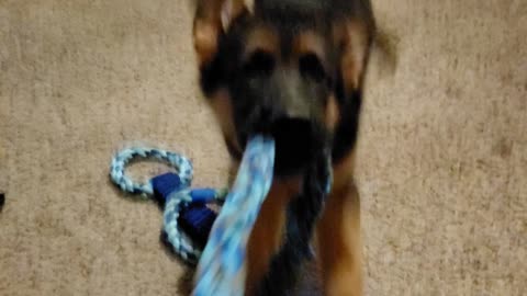 GSD Jake 13.5 weeks