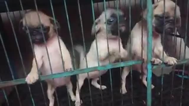 We PUG don't want to be locked up