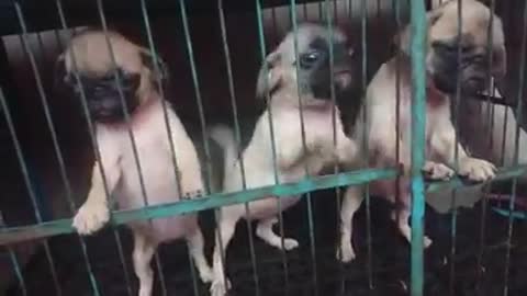 We PUG don't want to be locked up