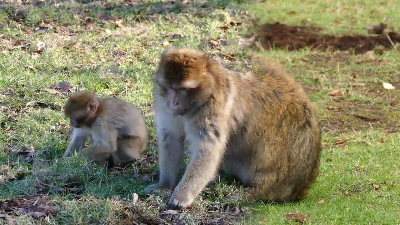 Cute And Funny Monkey Videos Compilation -FUNNIEST MONKEYS