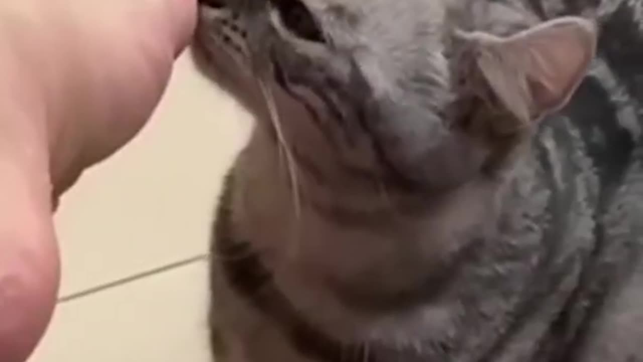 Lustige catflow